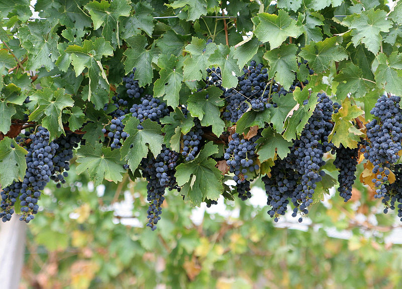 800px-Wine_grapes