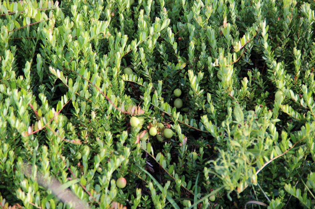 Cranberries during the summer growing season...not quite red yet. 